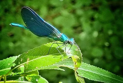 Libellule