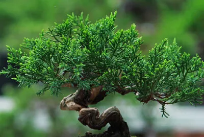 Bonsai