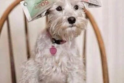 perro