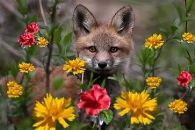 Renard et fleurs jigsaw puzzle