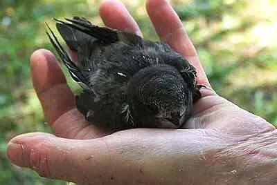 A Bird In The Hand