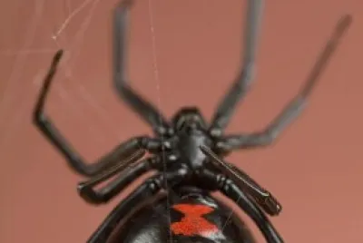 Черная вдова