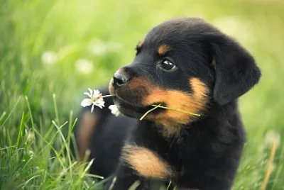 Rottweiler bebe jigsaw puzzle