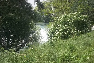 il fiume tra gli alberi