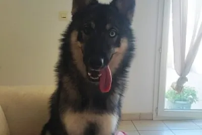 animaux