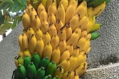 frutas