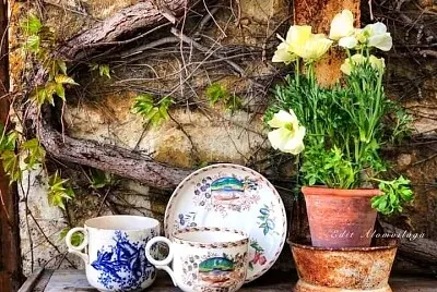 taza