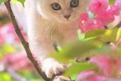 gato