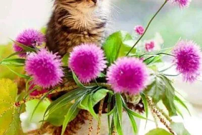 gato
