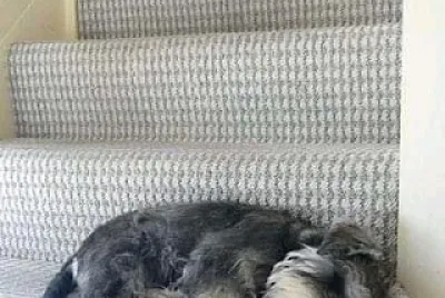 perro
