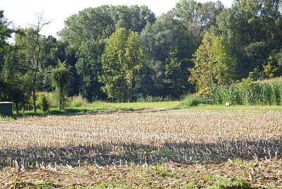 il limitare del bosco