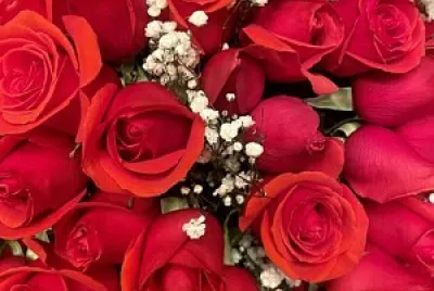 Rosas