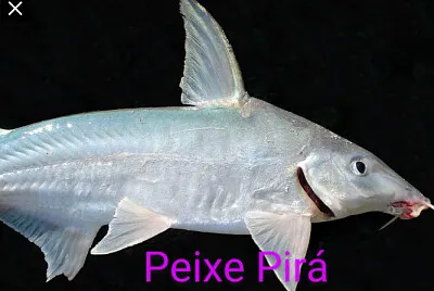פאזל של Peixe Pirá