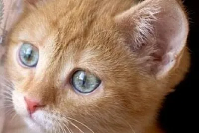 gato