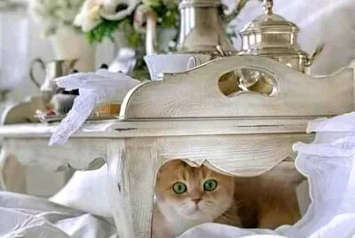 gato