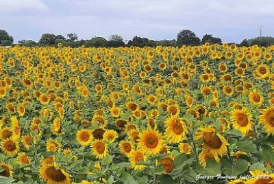 paysage jigsaw puzzle