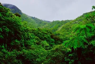 Hutan tropis