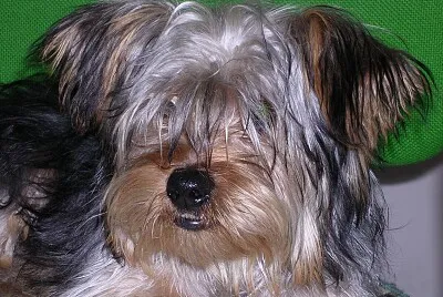Pupi