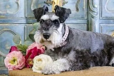 perro