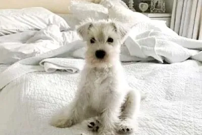 perro