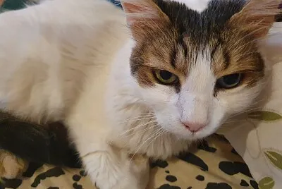 Cat jigsaw puzzle