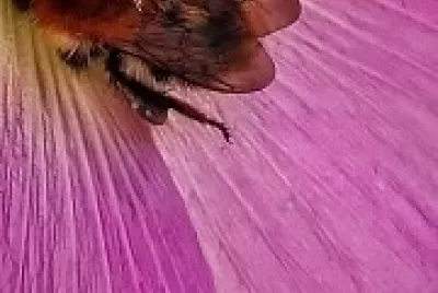 Fleur