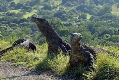komodo