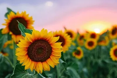 girasoles cute