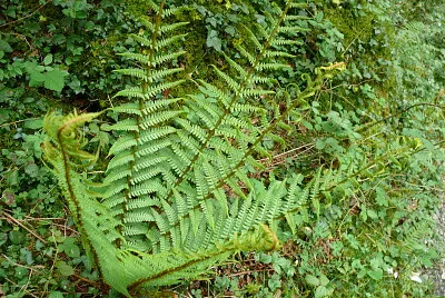 Fougère