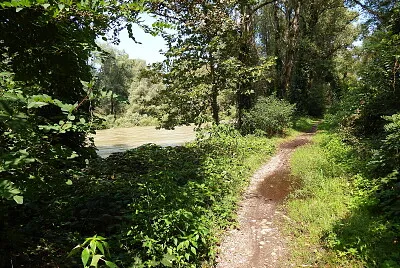 פאזל של sentiero nel bosco