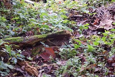 פאזל של il verde