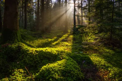 Nature jigsaw puzzle