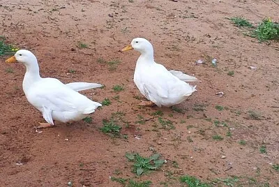 פאזל של White ducks