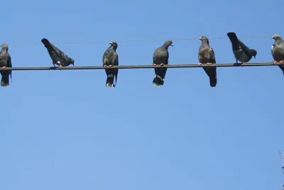 פאזל של pigeons