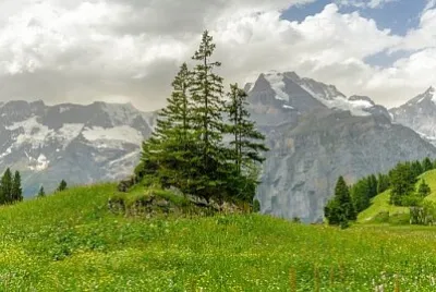 פאזל של Nature