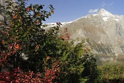 פאזל של Nature