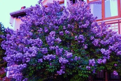 פאזל של imagem