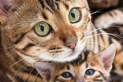 פאזל של imagem