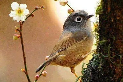 פאזל של imagem