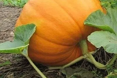 פאזל של imagem