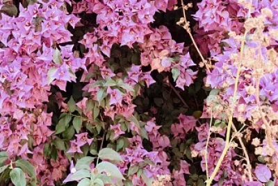 Pink ornamental plant