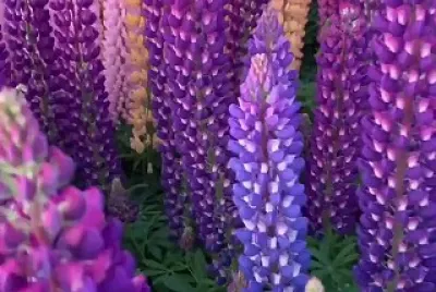 פאזל של Lupines