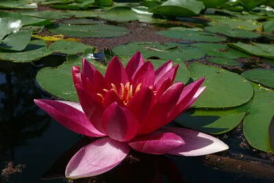 פאזל של Nénuphar