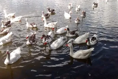 PATOS