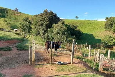 פאזל של Vaca no pasto