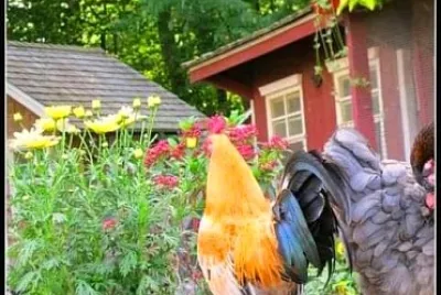 פאזל של animales