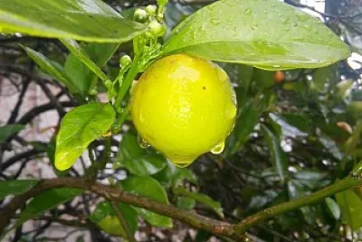 lemon in the rain jigsaw puzzle