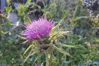 thistle