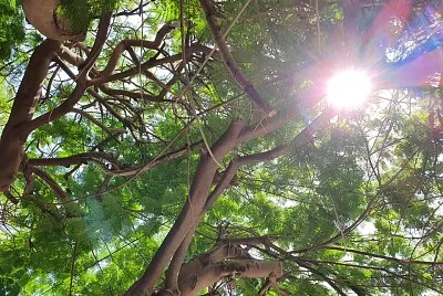 Sun between branches