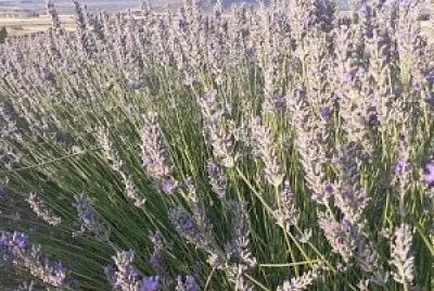 Lavanda jigsaw puzzle